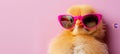 Humorous chicken wearing sunglasses isolated on pastel background with copy space for text Royalty Free Stock Photo