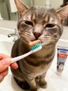 A humorous close-up captures a tabby cat with a skeptical expression trying to lick orange pet toothpaste from a toothbrush Royalty Free Stock Photo