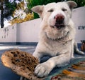 Humorous and creative shot of a white dog playfully showing teeth while holding an Indian bread (roti) in India Royalty Free Stock Photo