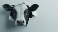 A humorous expression is seen on the face of a curious Holstein cow peeking through paper Royalty Free Stock Photo