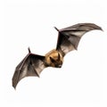 Humorous Flying Bat Isolated On White - Colorized Animal Scene