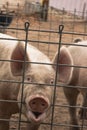 Humorous, funny, grinning smiling head shot of a happy young domestic hairy organic pink pig looking healthy and like a well cared