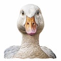 Humorous Hyperrealistic Duck Close-up Drawing On White Background Royalty Free Stock Photo