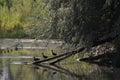 Get Your Ducks In A Row Royalty Free Stock Photo