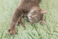 Humorous photo of grey cat sleeping on green carpet, sleepy cat, domestic kitten, funny lazy dreaming cat