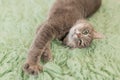 Humorous photo of grey cat sleeping on green carpet, sleepy cat, domestic kitten, funny lazy dreaming cat Royalty Free Stock Photo