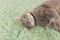 Humorous photo of grey cat sleeping on green carpet, sleepy cat, domestic kitten, funny lazy dreaming cat Royalty Free Stock Photo