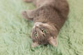 Humorous photo of grey cat sleeping on green carpet, sleepy cat, domestic kitten, funny lazy dreaming cat Royalty Free Stock Photo