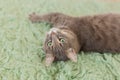 Humorous photo of grey cat sleeping on green carpet, sleepy cat, domestic kitten, funny lazy dreaming cat Royalty Free Stock Photo