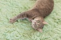 Humorous photo of grey cat sleeping on green carpet, sleepy cat, domestic kitten, funny lazy dreaming cat Royalty Free Stock Photo