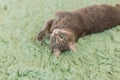 Humorous photo of grey cat sleeping on green carpet, sleepy cat, domestic kitten, funny lazy dreaming cat Royalty Free Stock Photo