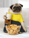 Pug dog with a glass of beer and chips Royalty Free Stock Photo