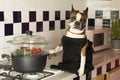 Humorous photography , dogs acting like humans . Boston Terrier in a black apron cooking vegetables in a steamer