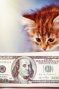 Humorous portrait of little beautiful cat with money. Business concept