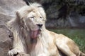 Humorous portrait of a male lion sticking his tongue out