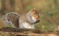 A humorous shot of a cute Grey Squirrel Scirius carolinensis eating an acorn sitting on a log. Royalty Free Stock Photo