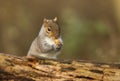 A humorous shot of a cute Grey Squirrel Scirius carolinensis holding an acorn cupped in its paws. Royalty Free Stock Photo