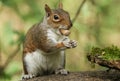 A humorous shot of a cute Grey Squirrel Sciurus carolinensis sitting on a log with an acorn in its mouth.