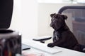 Humorous Shot Of French Sharpei Puppy Sitting In Chair At Desk Looking At Computer Royalty Free Stock Photo