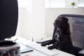 Humorous Shot Of French Sharpei Puppy Sitting In Chair At Desk Looking At Computer Royalty Free Stock Photo