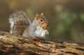 A humorous shot of a sweet Grey Squirrel Scirius carolinensis with an acorn in its mouth. Royalty Free Stock Photo