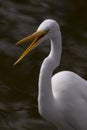 Humorous shout out from Great Egret Royalty Free Stock Photo