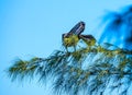 Pelican Preening in the Pine Royalty Free Stock Photo