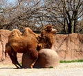 Hump Day Camel Royalty Free Stock Photo