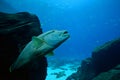 Hump Head Wrasse swimming upward