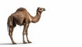 Hump and long curved neck Camel on isolated white background
