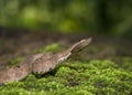 Hump Nose Pit viper seen at Dandeli,Karnataka,India