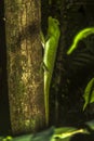 Hump nosed lizard on a tree in Sinharaja Rain Forest, Sri Lanka Royalty Free Stock Photo