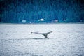 Humpack whale hunting on mud bay alaska Royalty Free Stock Photo