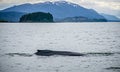 Humpack whale hunting on mud bay alaska Royalty Free Stock Photo