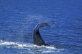 BALEINE A BOSSE megaptera novaeangliae