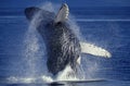 Humpack Whale, megaptera novaeangliae, Adult Breaching, Alaska