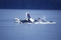 Humpack Whale, megaptera novaeangliae, Group Bubble Net Feeding, Open Mouth to Catch Krill, Alaska