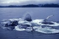 Humpack Whale, megaptera novaeangliae, Group Bubble Net Feeding, Open Mouth to Catch Krill, Alaska