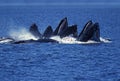 Humpack Whale, megaptera novaeangliae, Group Bubble Net Feeding, Open Mouth to Catch Krill, Alaska