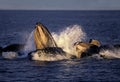 Humpack Whale, megaptera novaeangliae, Group Bubble Net Feeding, Open Mouth to Catch Krill, Alaska Royalty Free Stock Photo