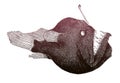 Humpback anglerfish melanocetus johnsonii Royalty Free Stock Photo
