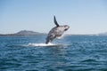 Humpback breaching 2