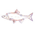 Humpback chub or Gila cypha Watercolor Illustration