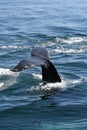 Humpback Fluke Royalty Free Stock Photo