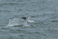 Humpback Fluke