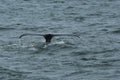 Humpback Fluke Royalty Free Stock Photo