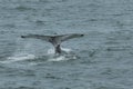 Humpback Fluke Royalty Free Stock Photo