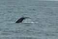 Humpback Fluke Royalty Free Stock Photo