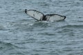 Humpback Fluke Royalty Free Stock Photo