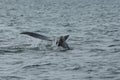 Humpback Fluke Royalty Free Stock Photo